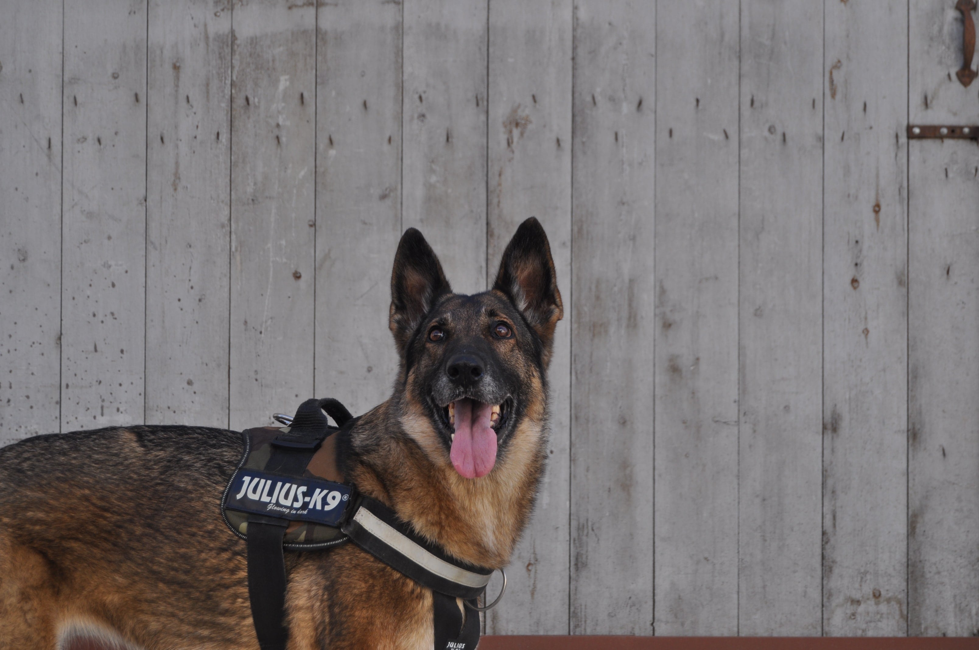 Perro policía