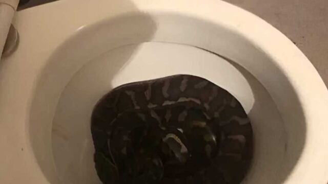 Familia de este país de primer mundo se encontró dos pitones en su baño, en menos de una semana