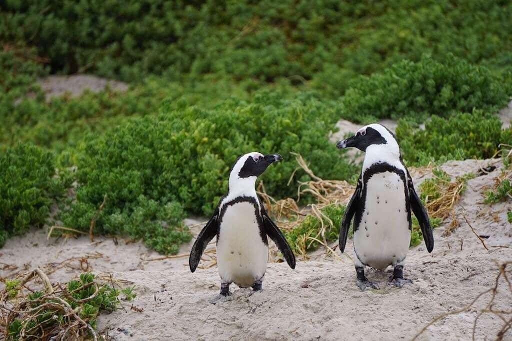 Pareja de pingüinos gays se convierten en padres.
