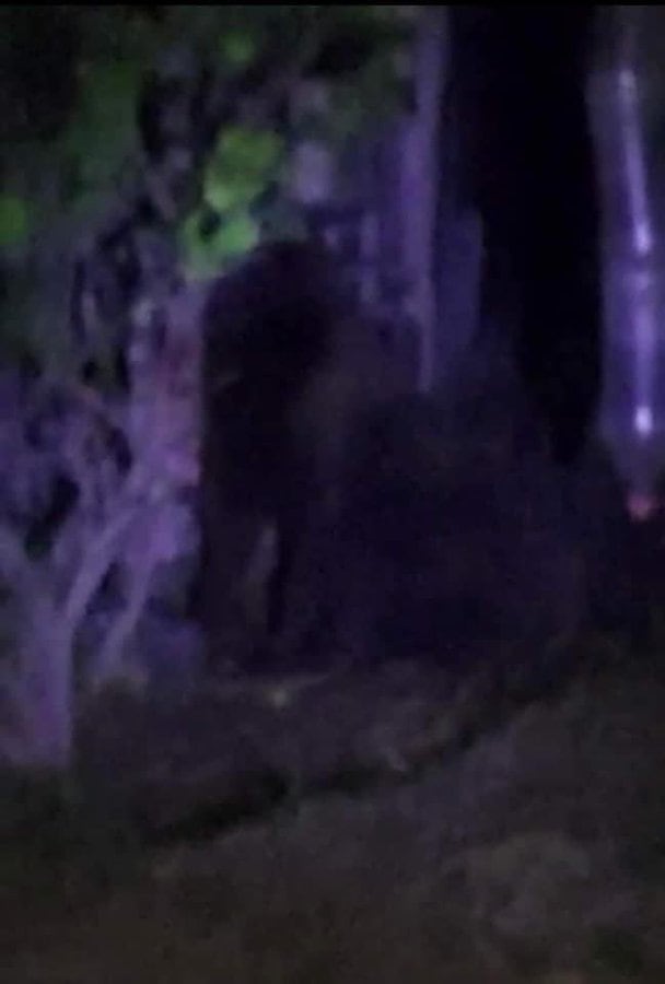 Gorila suelto en Villa de Tezontepec, Hidalgo