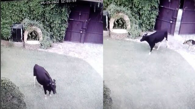 TikTok: Vaca se le cuela aprovechando el temblor del 19 de septiembre (VIDEO)