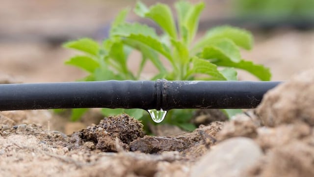 UNAM advierte que México enfrentará sequías prolongadas en 2025