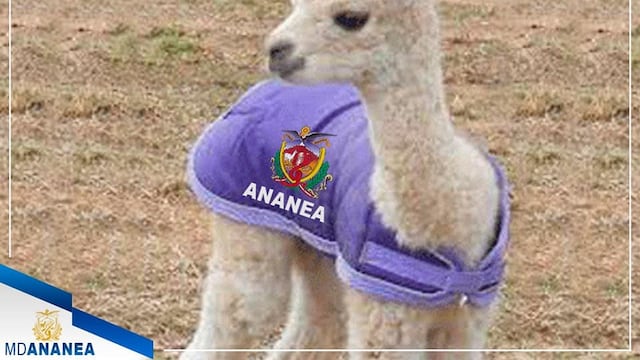 Alpaca bebé