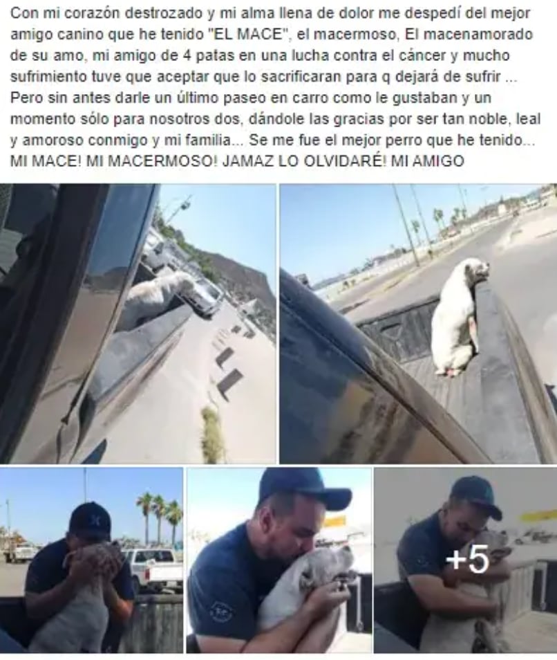 Perrito da su último paseo antes de morir