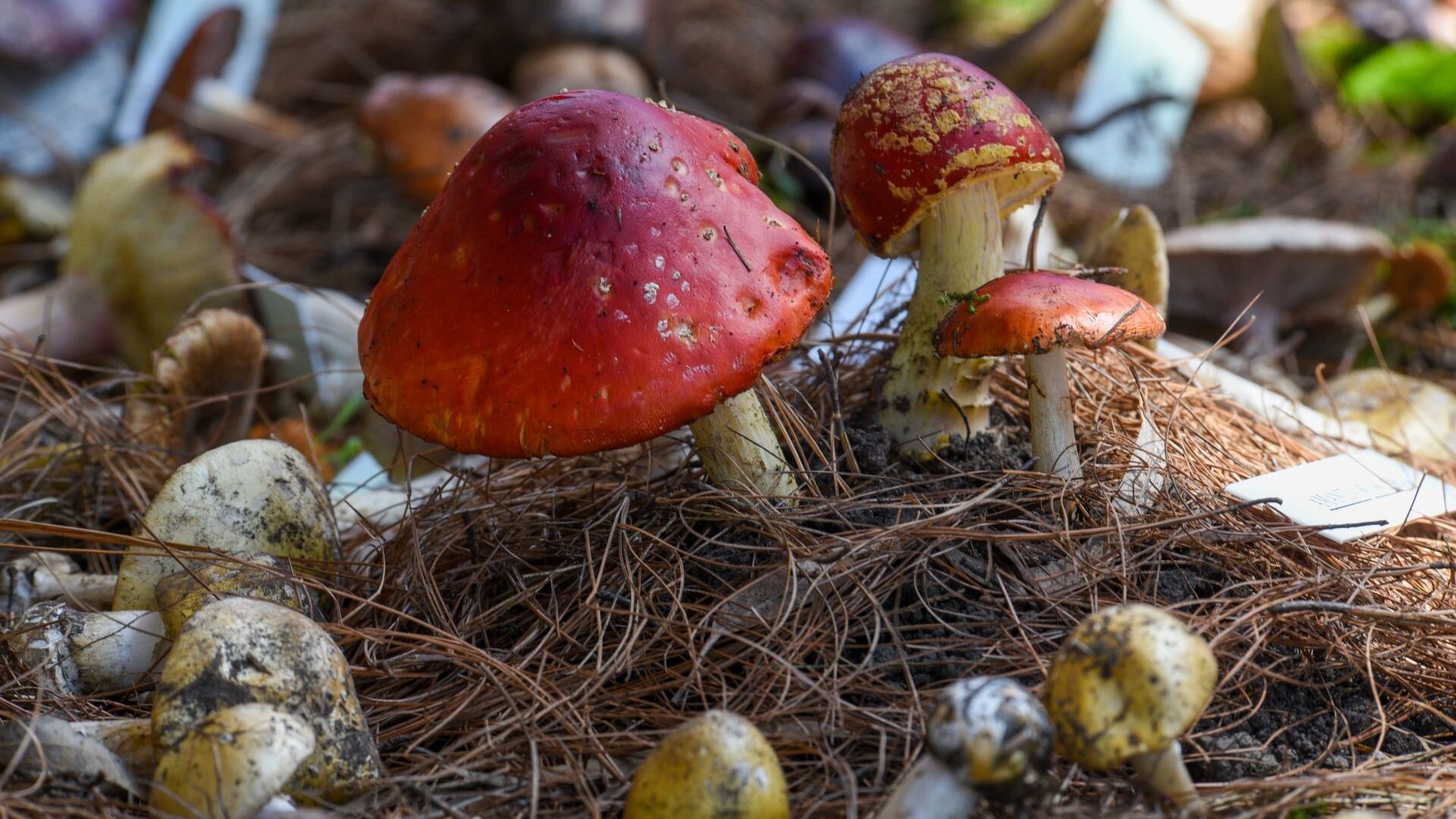 Australia aprueba el uso de psicodélicos, pero sólo para este tipo de enfermedades
