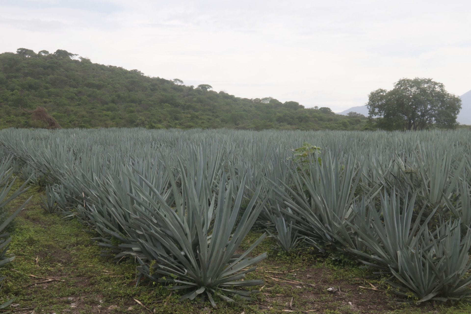 Parcela sembrada de agave en la zona rural de Tlaquiltenango, Morelos