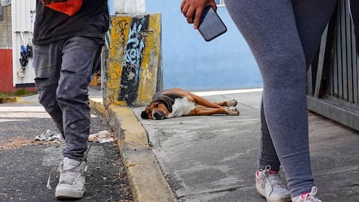 Una sociedad que protege a sus animales construye un mejor futuro