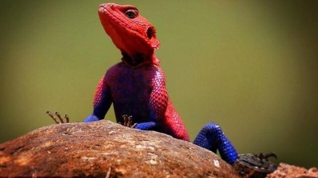 5 animales cuyos colores han asombrado al mundo.