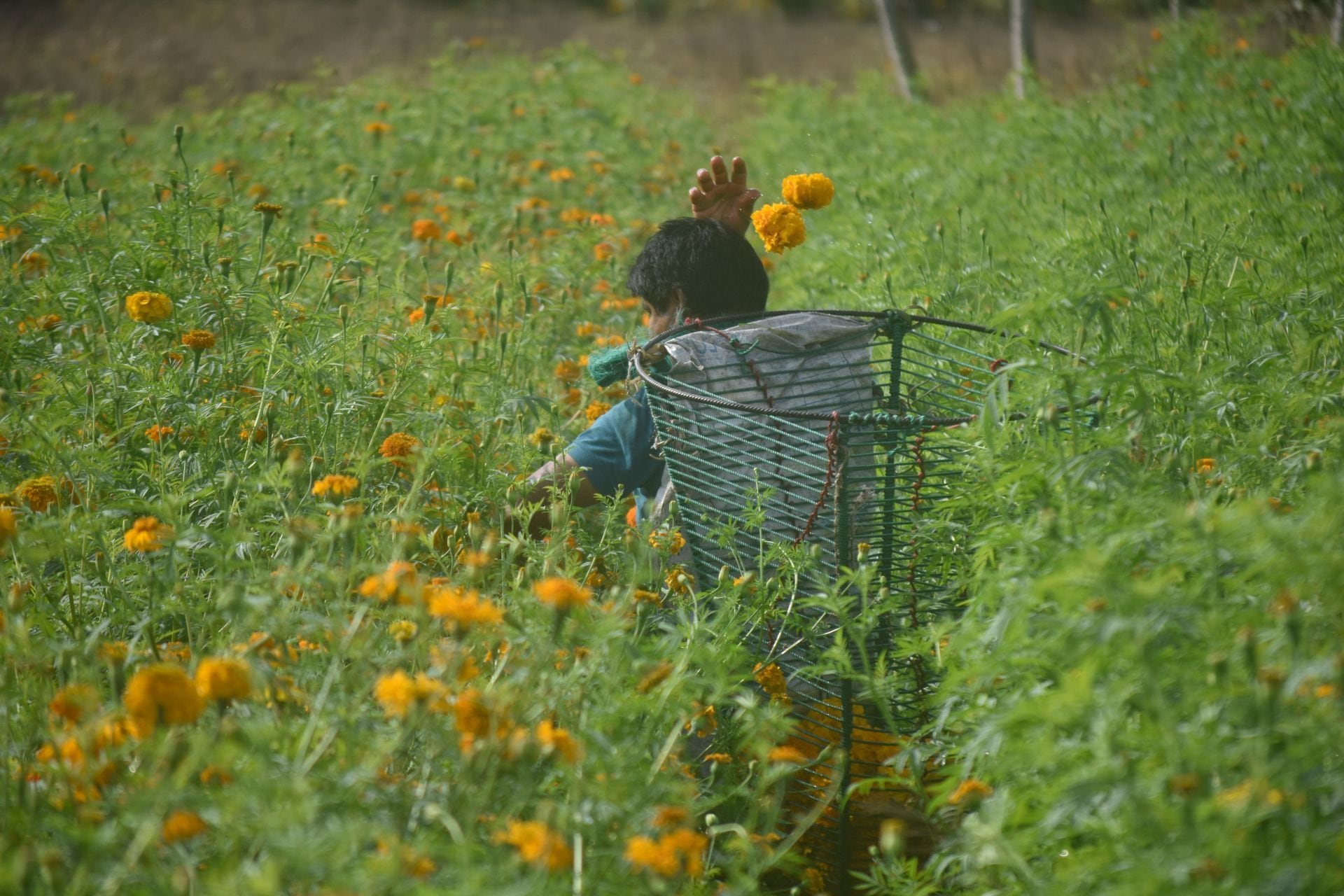 Censo agropecuario del INEGI 2022
