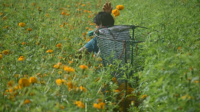 Censo agropecuario del INEGI 2022