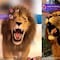 ¿Qué significa un león en TikTok? Uno de los regalos más costosos que te pueden enviar en un live