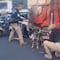 Perro es amarrado y arrastrado por camioneta en CDMX; detienen a José ‘N’ por maltrato