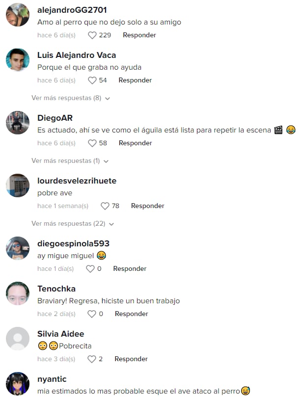 Reacciones al perro defiende a su amigo de un águila