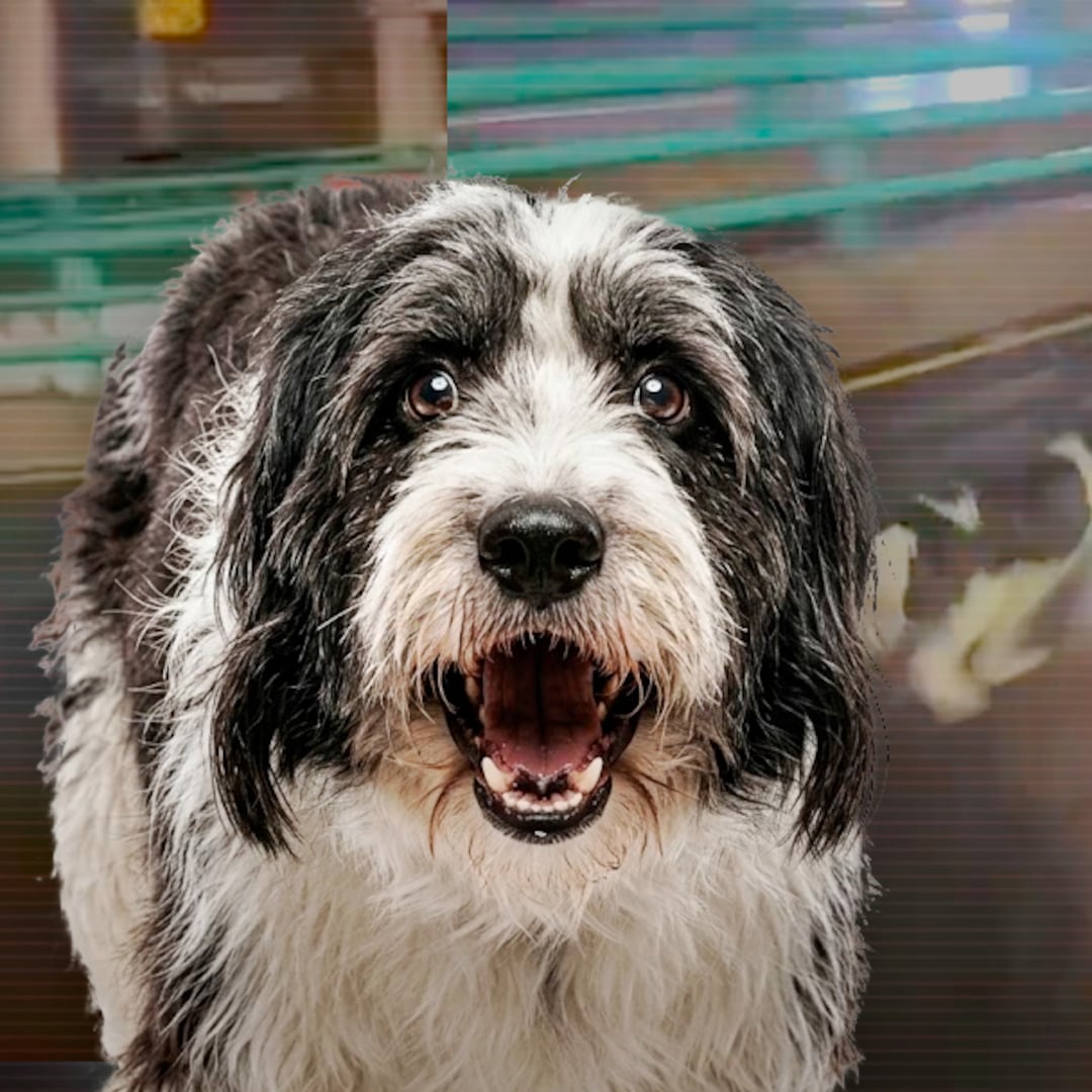 Captan a perro en segundo piso del Periférico; C5 interviene