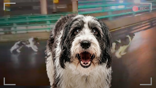 Captan a perro corriendo por el segundo piso del periférico; piden ayuda a C5