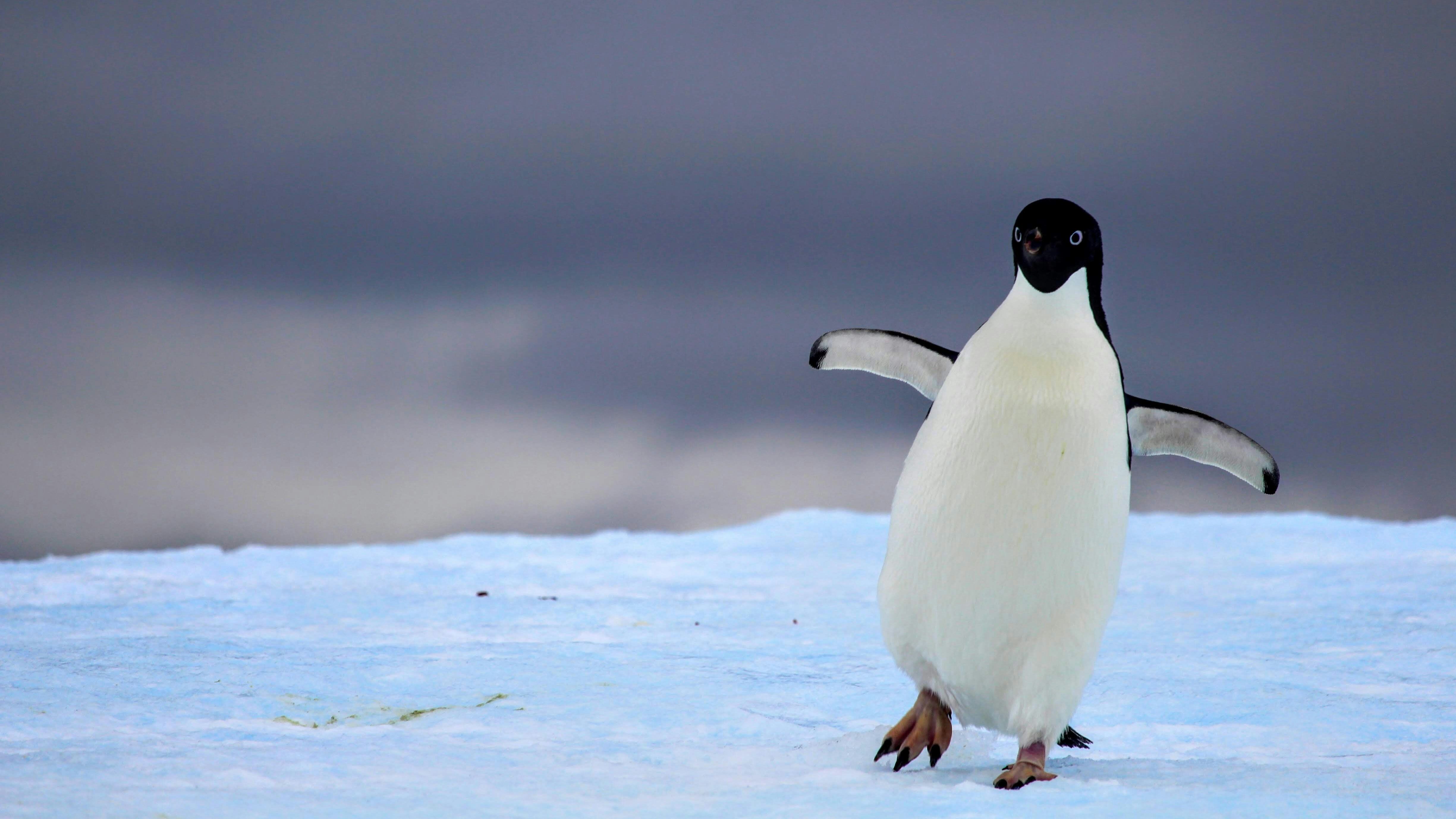Gripe aviar en la Antártida está matando a miles de pingüinos y todavía no sucedería lo peor
