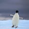 Gripe aviar en la Antártida está matando a miles de pingüinos y todavía no sucedería lo peor