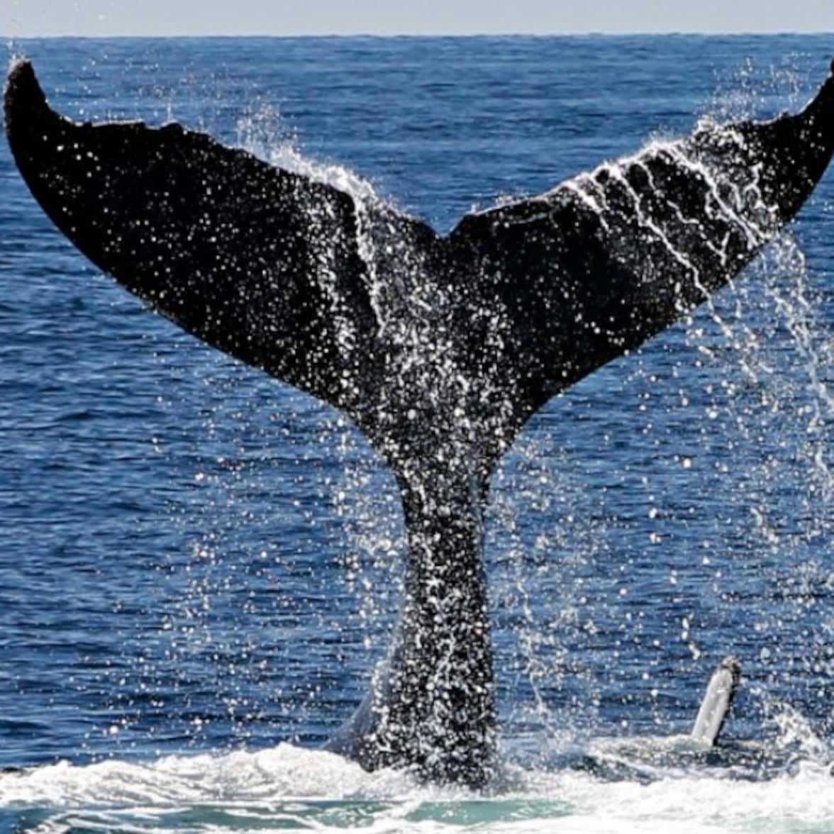 Proyecto Saguaro: ¿ballenas o gas?