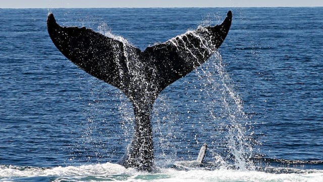 Ballena. Foto: Facebook/Nuestro Futuro