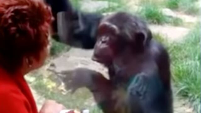 Mujer mantenía una relación con un chimpancé