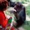 Expulsan a mujer del zoológico por mantener una relación con un chimpancé