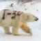 Encuentran a oso polar con extraño mensaje sobre su piel; alerta a científicos (VIDEO)