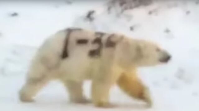 Un oso polar fue encontrado con un graffiti en su lomo
