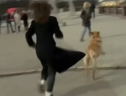 Reportera persiguiendo a perro que le robó micrófono