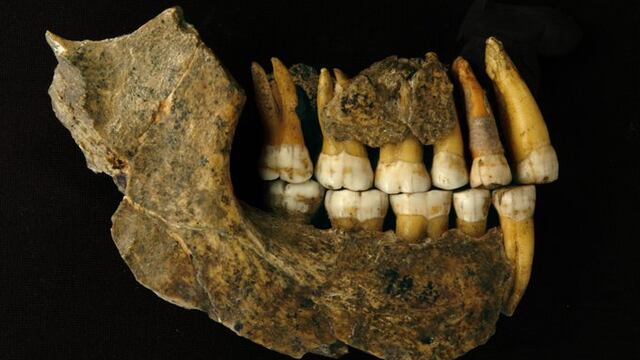 Neandertales espécimen