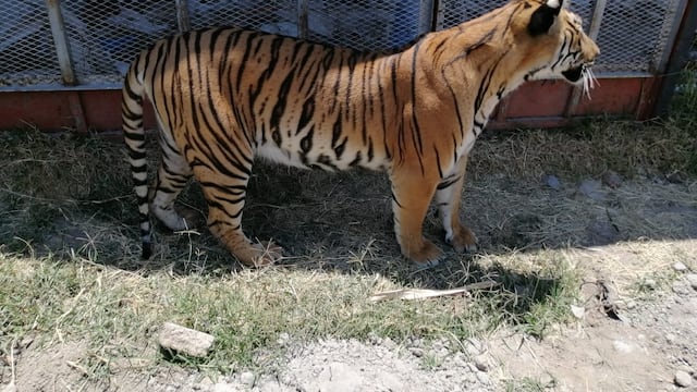 Tigre de Bengala