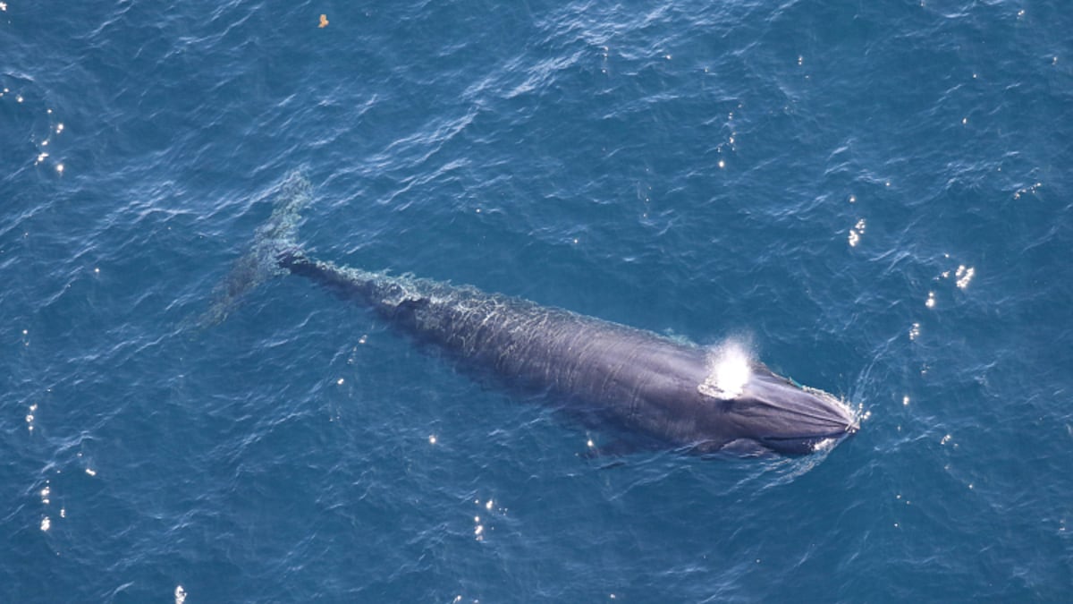 La medida eliminada por Donald Trump que amenaza a la ballena de Rice