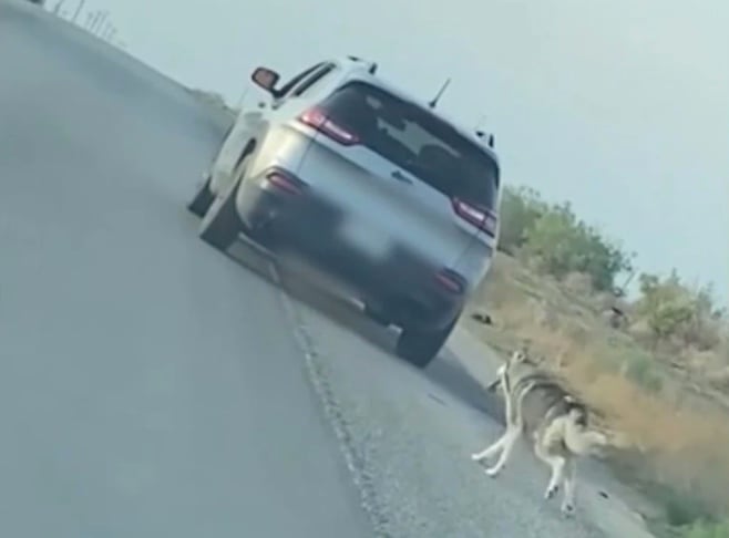 Abandona a Husky siberiano