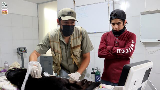 Reportan delicada a jaguar rescatada