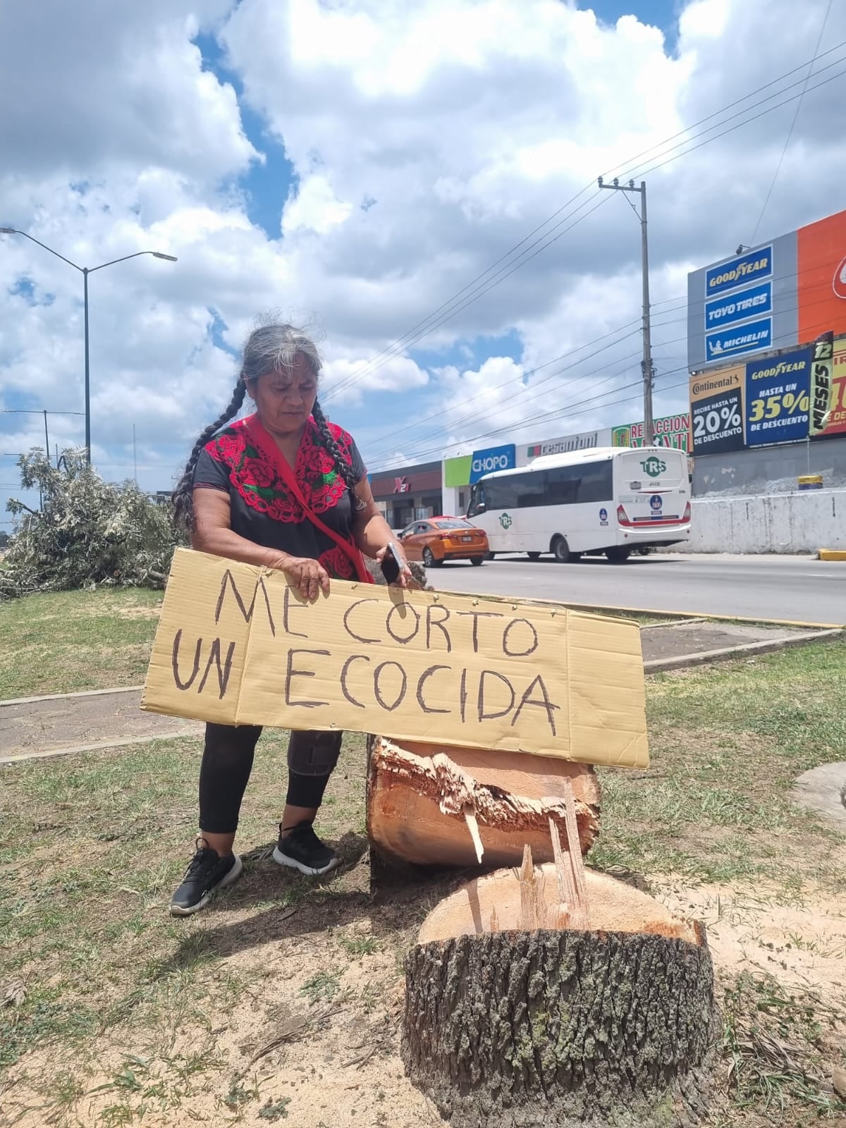 Por la construcción de una versión económica del Paso Superior Vehicular, en Xalapa, Veracruz, se realiza un ecocidio: La tala de 64 árboles