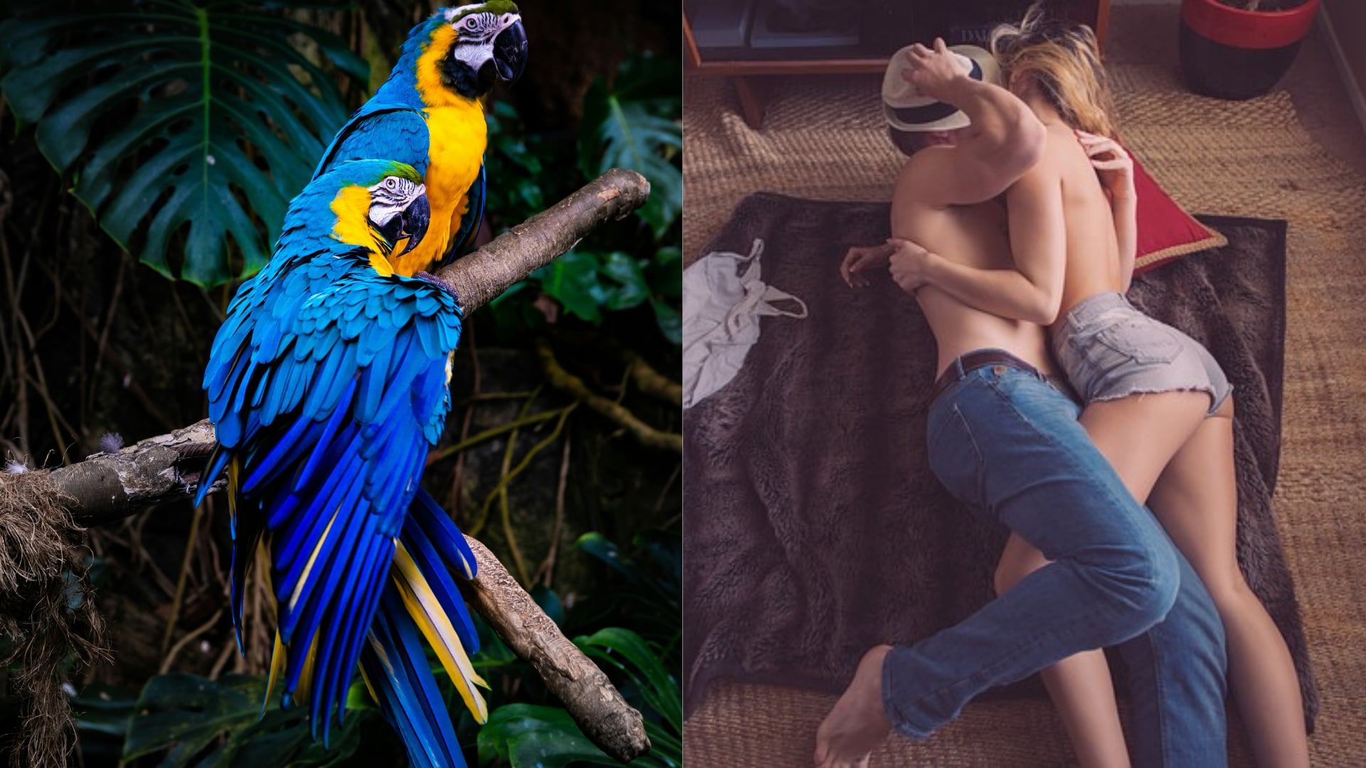 Descubre que su esposa le fue infiel gracias a unos loros que la echaron de cabeza
