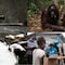 ¿Qué se celebra el 19 de agosto? Hoy es Día Mundial de la Fotografía, Día Mundial del Orangután y Día Mundial de la Asistencia Humanitaria