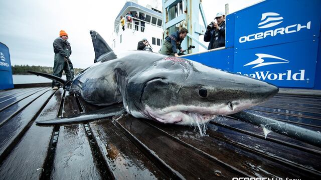 "Vimy", el enorme tiburón blanco que fue atacado por una criatura más grande y feroz que él.