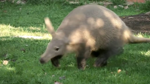 Cerdo hormiguero