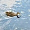 Giovani Gutiérrez destaca recuperación de Huayamilpas con llegada de aves migratorias