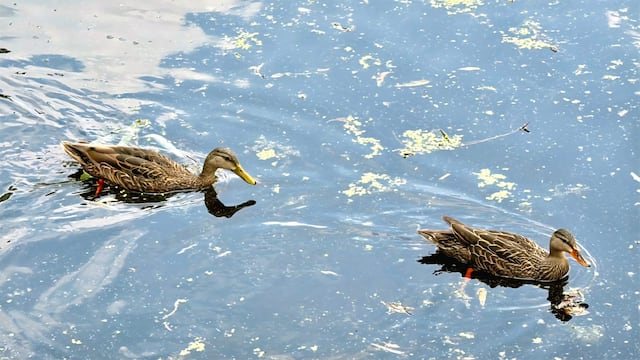 Coyoacán recupera el lago Huayamilpas y atrae al pato mexicano.