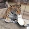 VIDEO: Jaguar atacó a niño que saltó a su jaula en Zoológico de León, Guanajuato