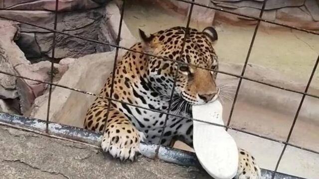 Jaguar ataca a menor que saltó a su jaula en Zoológico de Guanajuato