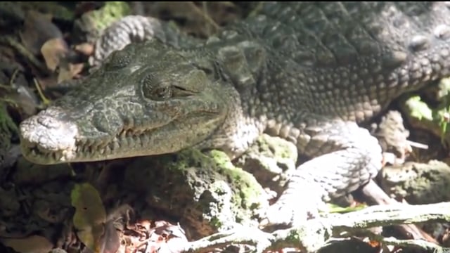Cocodrilo Morelet