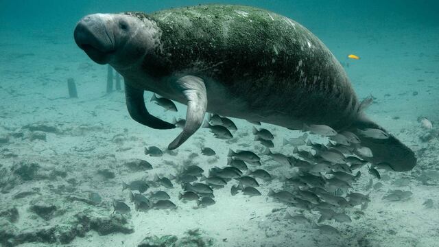 Manatí / Imagen ilustrativa