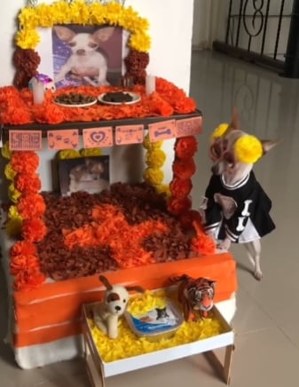 Perrito disfrazado  espera a lomitos difuntos en la ofrenda
