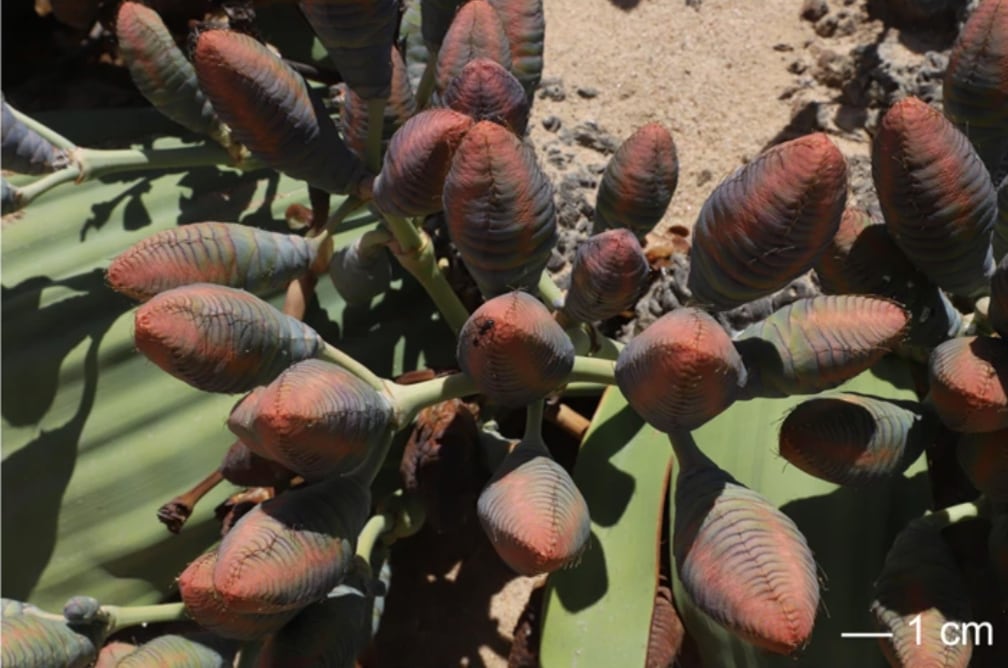 Planta Welwitschia