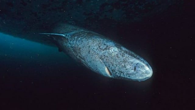 Tiburón de 519 años visto por última vez en costas de Belice