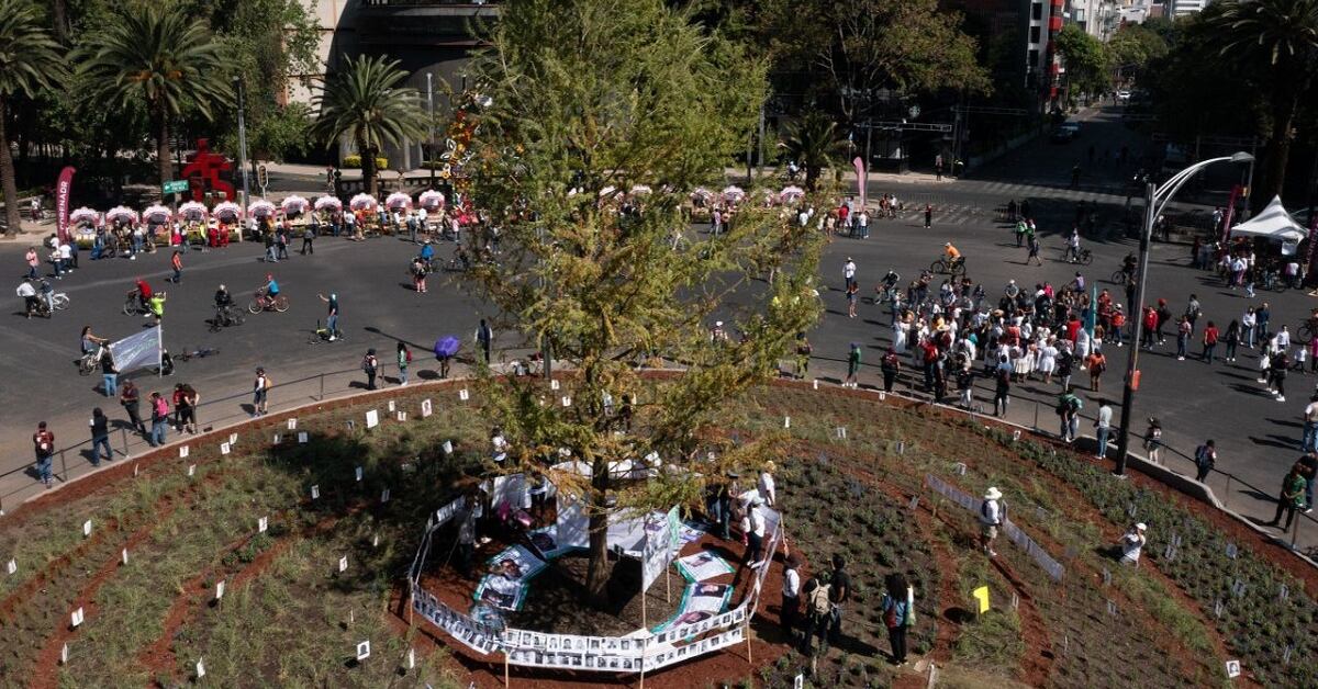 El ahuehuete de Reforma tiene sus hojas amarillas porque se está ...