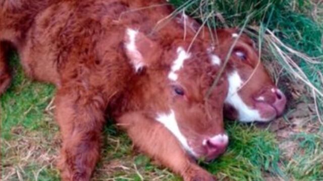 Ternero con 2 cabezas