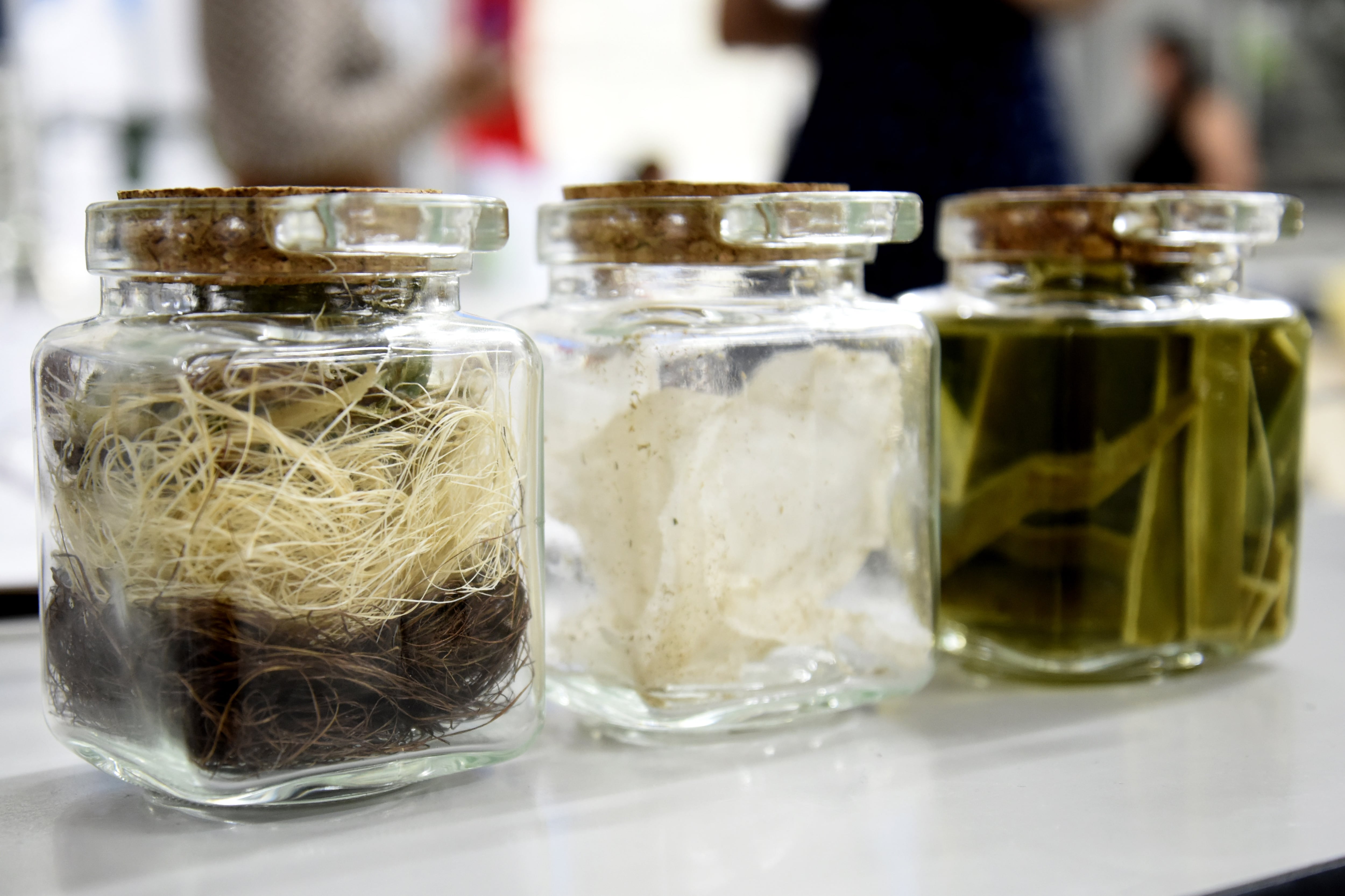 Estudiante de la BUAP propone crear fibras textiles con residuos de agave.